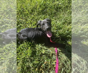 Olive - Female Mutt Dog for Adoption - Photo #2