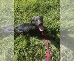 Small Photo #2 Mutt Puppy For Sale in Mooresville, NC, USA