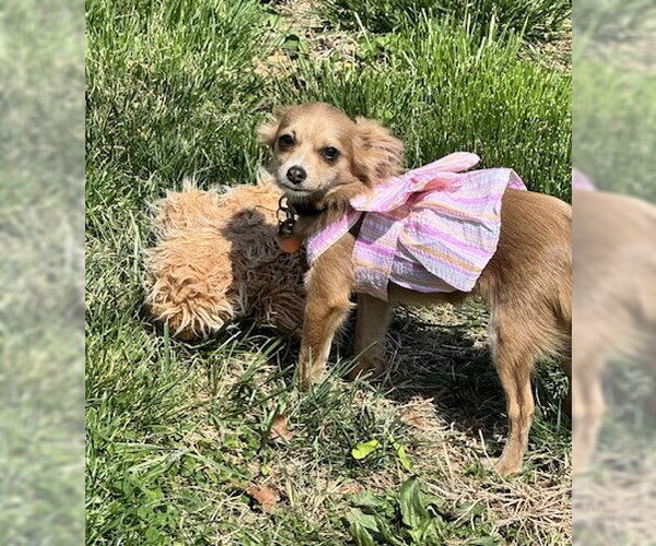 Medium Photo #7 Chihuahua Puppy For Sale in Allentown,, PA, USA