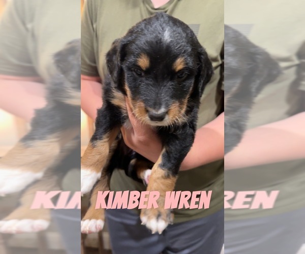 Medium Photo #20 Aussiedoodle-Bernedoodle Mix Puppy For Sale in LOGAN, OH, USA