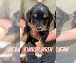 Puppy Kimber Wren Aussiedoodle-Bernedoodle Mix