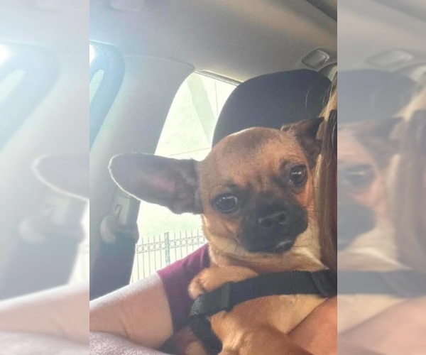 Medium Photo #2 Chihuahua-Unknown Mix Puppy For Sale in Cranston, RI, USA