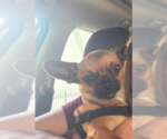 Small #1 Chihuahua Mix