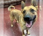 Small #5 German Shepherd Dog Mix
