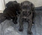 Small #3 Cane Corso