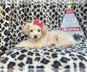 Poodle (Toy) Puppy for sale in LAKELAND, FL, USA