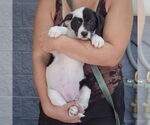 Small #3 Mutt