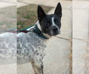 Spotty - Male Mutt Dog for Adoption - Photo #24