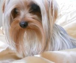 Small Photo #4 Yorkshire Terrier Puppy For Sale in STKN, CA, USA