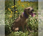 Small #1 Black Mouth Cur-Catahoula Leopard Dog Mix