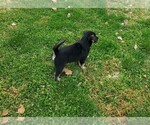 Small Photo #7 Goberian Puppy For Sale in LINCOLN, NE, USA