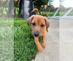 Small #1 Doxle