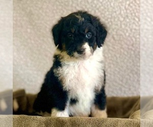 Aussiedoodle Puppy for sale in FAYETTEVILLE, GA, USA