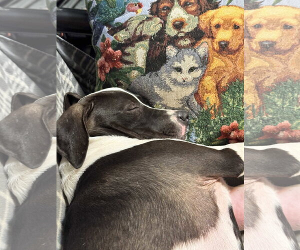 Medium Photo #3 Pointer-Unknown Mix Puppy For Sale in Southbury, CT, USA
