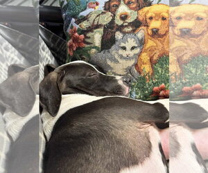 Peggy, new pics, video - Female Pointer-Unknown Mix Dog for Adoption - Photo #3
