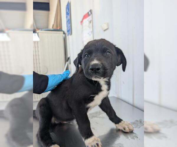 Medium Photo #1 Border Collie Puppy For Sale in Bakersfield, CA, USA