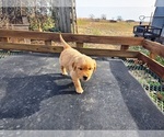 Small #5 Golden Retriever