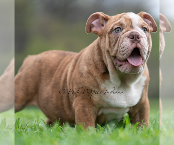 Medium Photo #1 Bulldog Puppy For Sale in WARSAW, IN, USA
