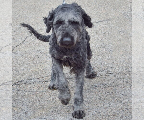 Medium Photo #5 Pyredoodle Puppy For Sale in Huntley, IL, USA