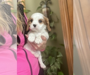 Cavalier King Charles Spaniel Puppy for sale in CENTURIA, WI, USA