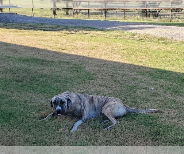 Medium Photo #1 Anatolian Shepherd Puppy For Sale in CUMBY, TX, USA