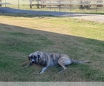 Small Photo #1 Anatolian Shepherd Puppy For Sale in CUMBY, TX, USA