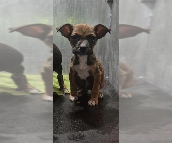 Medium Photo #1 American Staffordshire Terrier-Unknown Mix Puppy For Sale in San Antonio, TX, USA