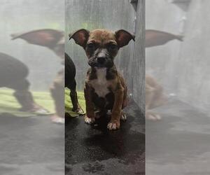 American Staffordshire Terrier-Unknown Mix Dogs for adoption in San Antonio, TX, USA