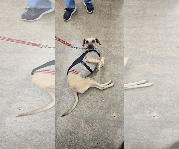 Medium Photo #4 Mutt Puppy For Sale in NYC, NY, USA