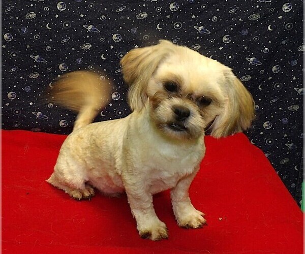 Medium Photo #3 Cavapoochon (Miniature) Puppy For Sale in PATERSON, NJ, USA