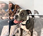 Small American Pit Bull Terrier-American Staffordshire Terrier Mix