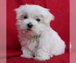 Small #4 Maltese