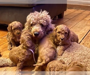 Poodle (Standard) Puppy for Sale in WOODSTOCK, Connecticut USA