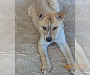 Chinese Shar-Pei-Huskies Mix Dogs for adoption in El Centro, CA, USA