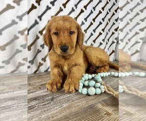 Golden Retriever Puppy for sale in INDIANAPOLIS, IN, USA