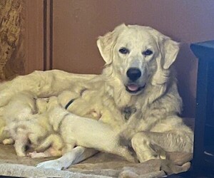Mother of the Great Pyrenees puppies born on 04/22/2025