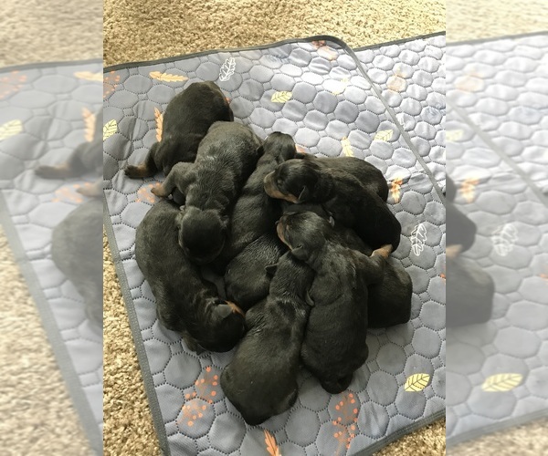 Medium Photo #9 Rottweiler Puppy For Sale in TOMS RIVER, NJ, USA