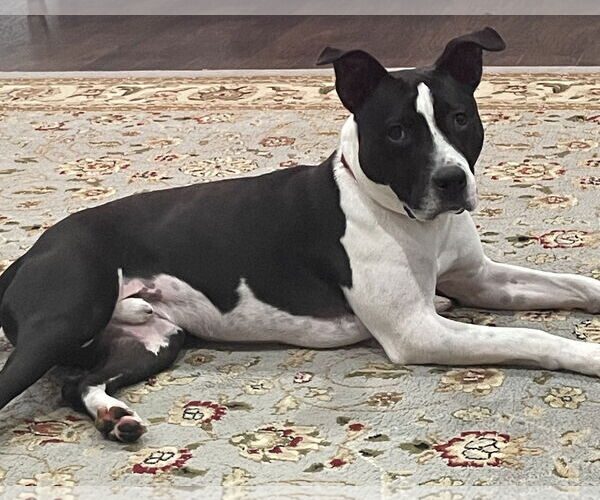 Medium Photo #7 American Pit Bull Terrier-Unknown Mix Puppy For Sale in Gates Mills, OH, USA