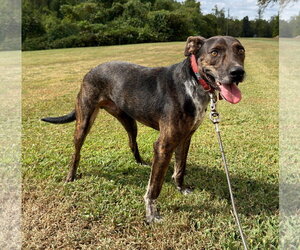 Mountain Cur-Unknown Mix Dogs for adoption in Attalka, AL, USA