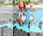 Small #17 American Pit Bull Terrier
