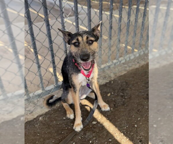 Medium Photo #2 Mutt Puppy For Sale in Riverside, CA, USA