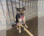 Small #1 Mutt