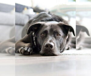 Chirp - Male German Shepherd Dog-Unknown Mix Dog for Adoption - Photo #12