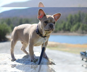 French Bulldog Puppy for sale in WARDENSVILLE, WV, USA