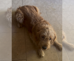 Father of the Goldendoodle puppies born on 04/28/2025
