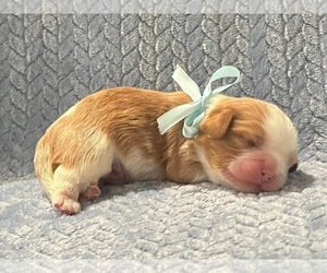 Cavalier King Charles Spaniel Puppy for sale in LINCOLN, CA, USA