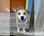 Small #1 Mutt