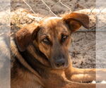Small #4 Shepradors