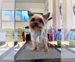 Small Photo #14 Yorkshire Terrier Puppy For Sale in HAYWARD, CA, USA
