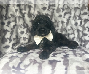 Cock-A-Poo Puppy for sale in LAKELAND, FL, USA